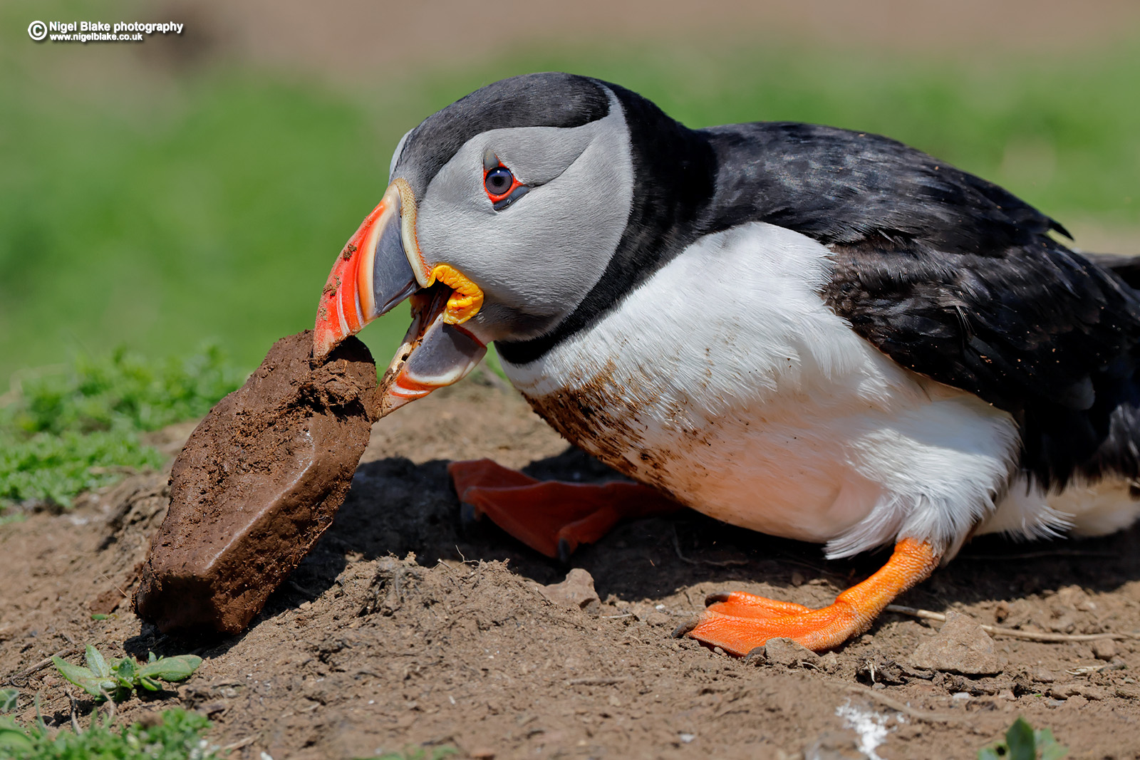 Atlantic Puffin