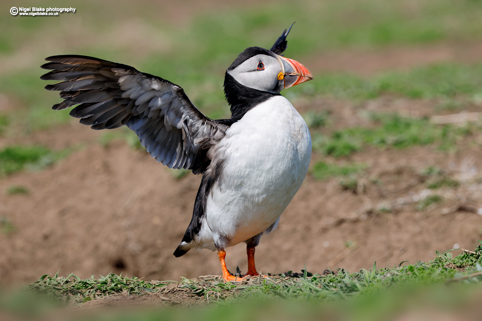 Atlantic Puffin