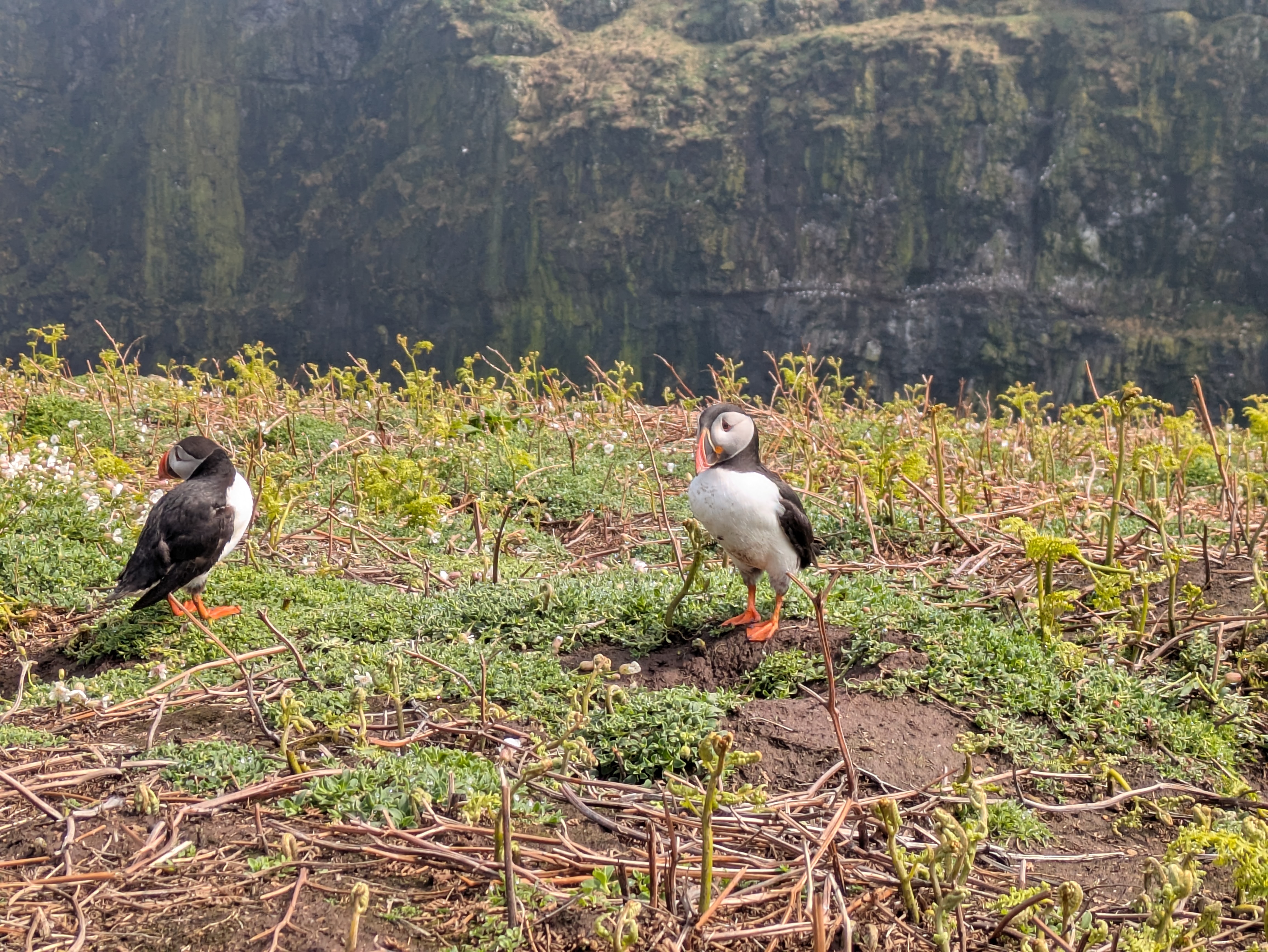 Atlantic Puffin