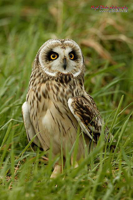 Short-eared Owl