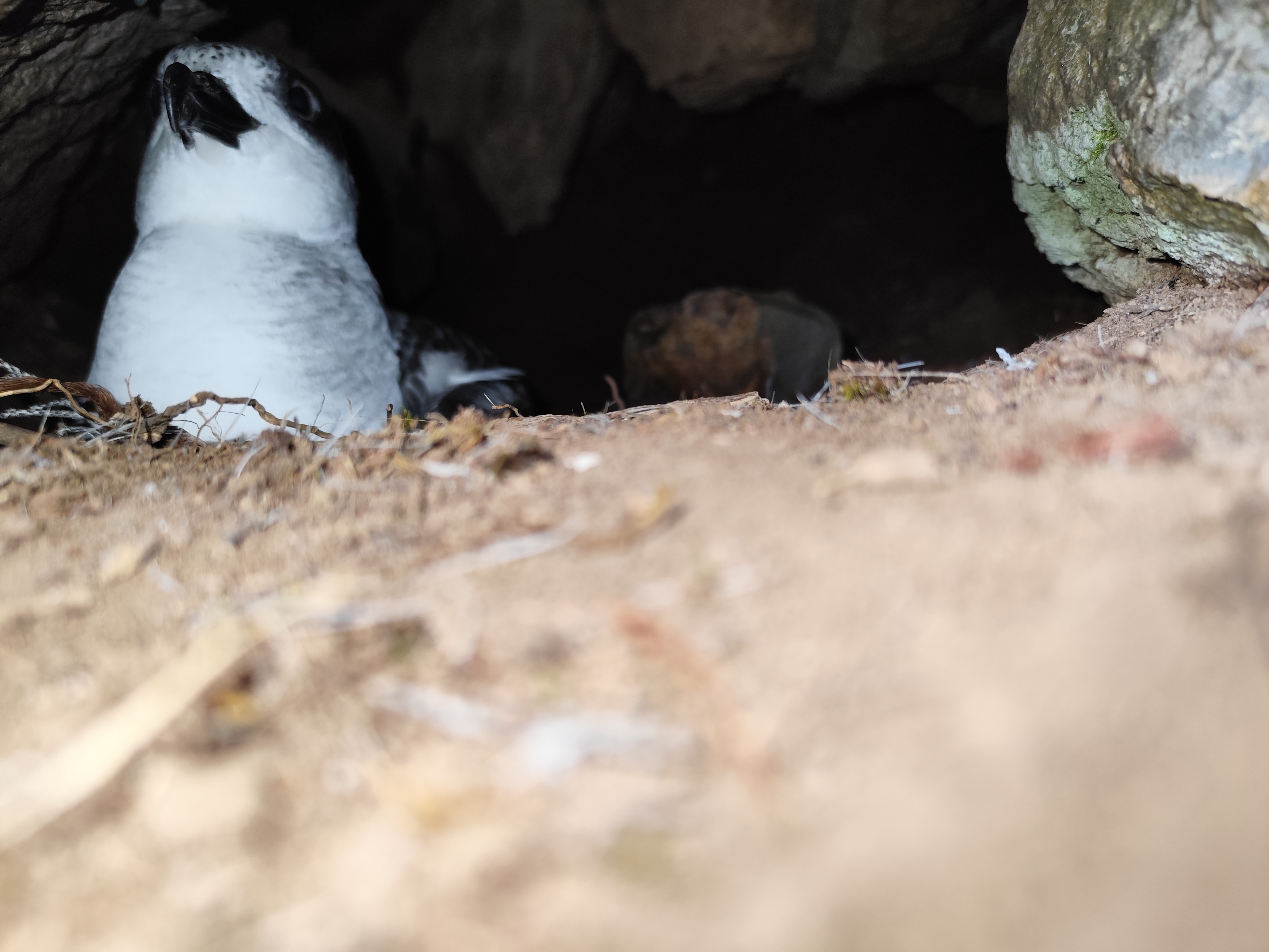 Barau’s Petrel cavity