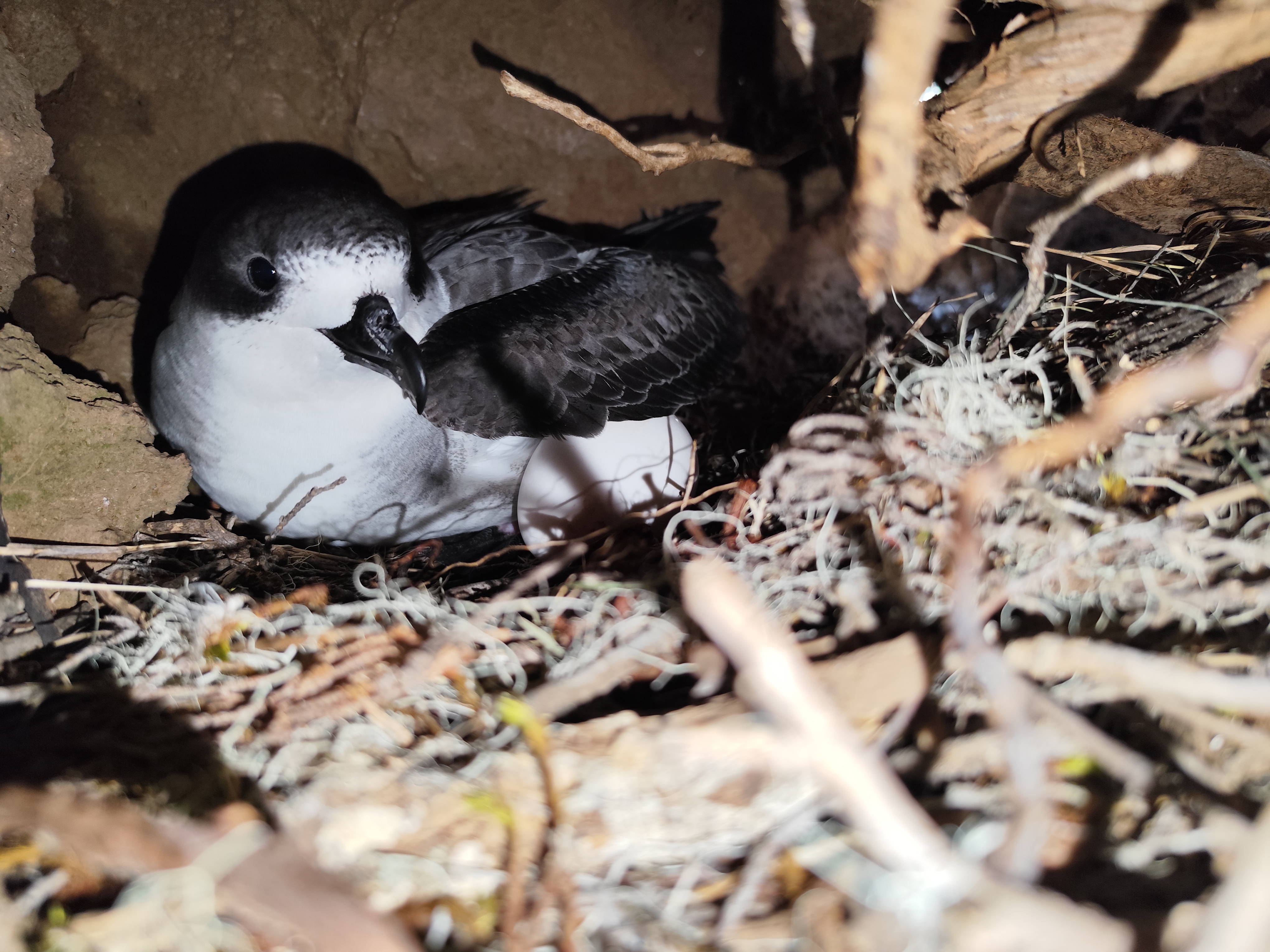 Barau’s Petrel egg