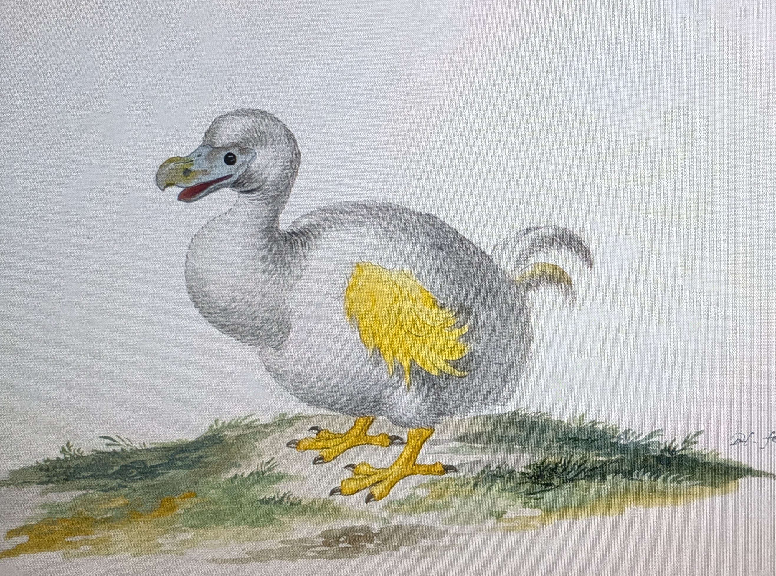 Albinos dodo