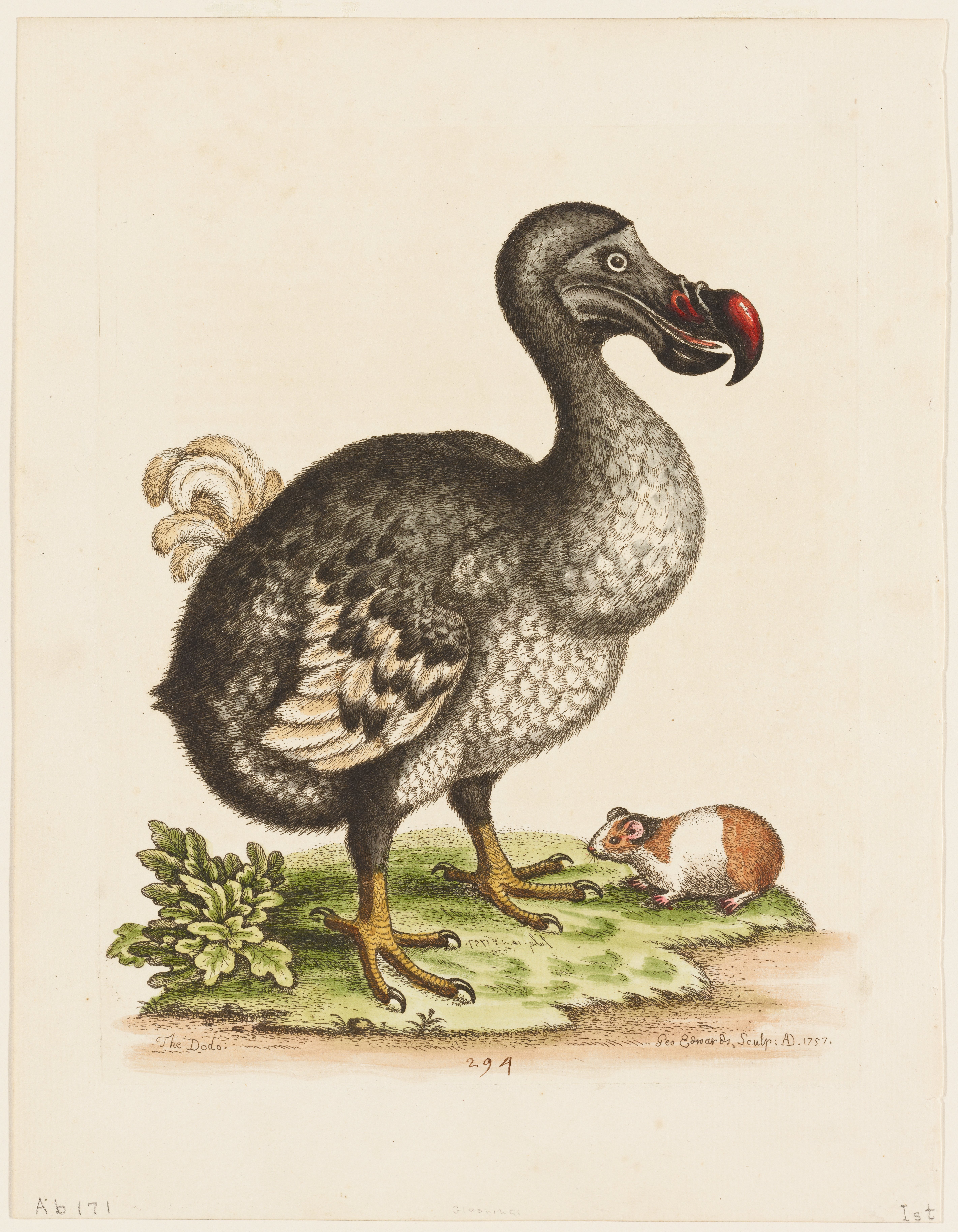 The Dodo and the Guinea Pig