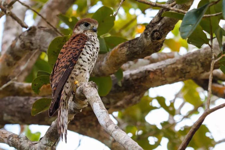 kestrel